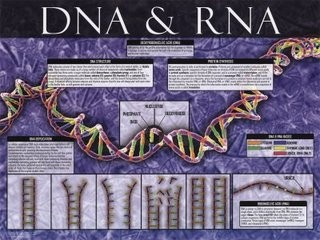 03-PS05-4~DNA-RNA-Posters.jpg