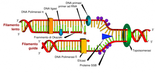 552px-DNA_replication_it_svg.png